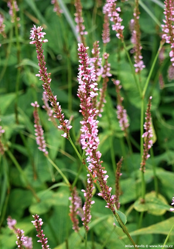persicaria amplexicaulis Early Pink Lady asi 2025 2 edit.jpg