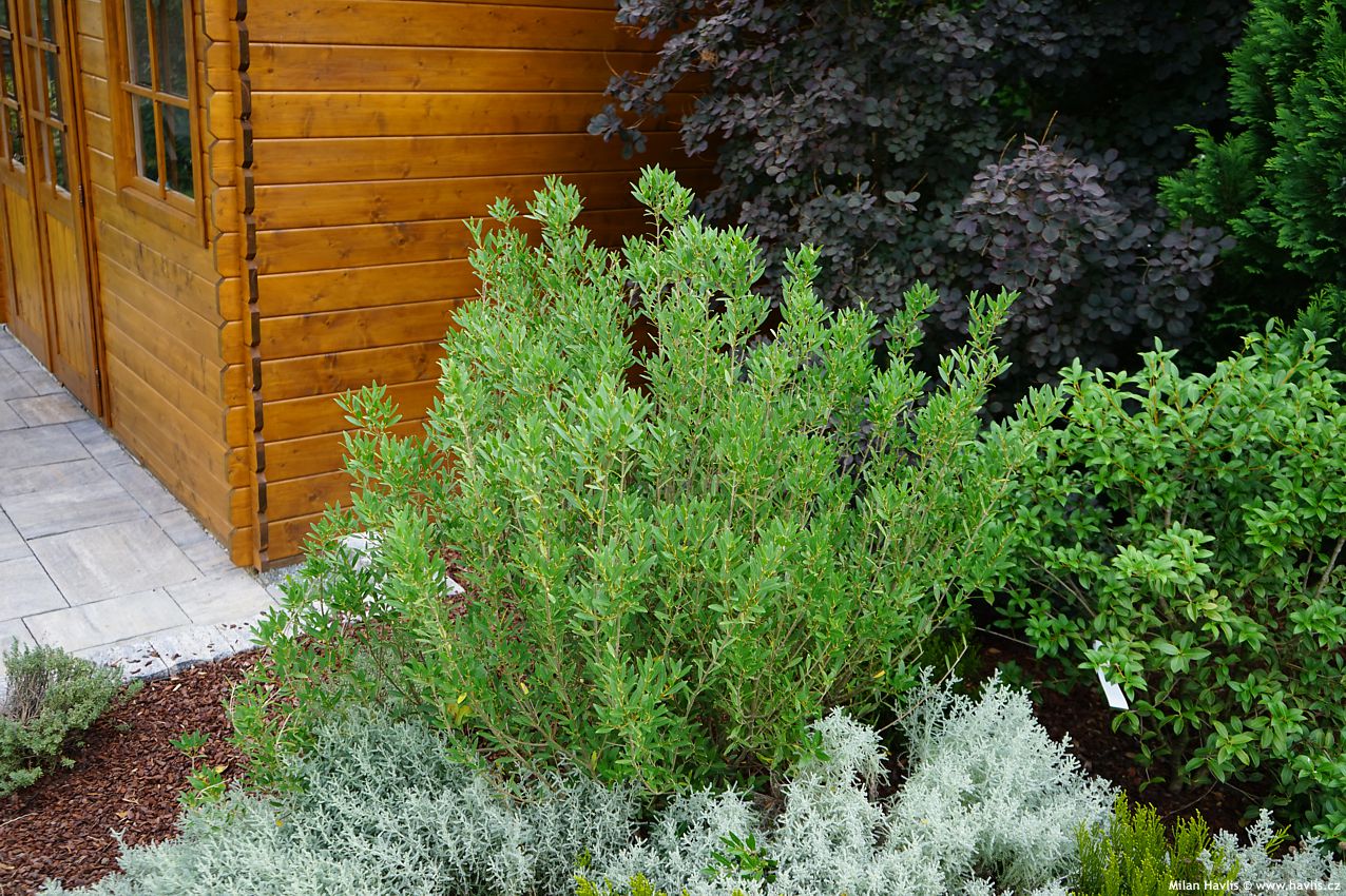 phillyrea angustifolia Green Up