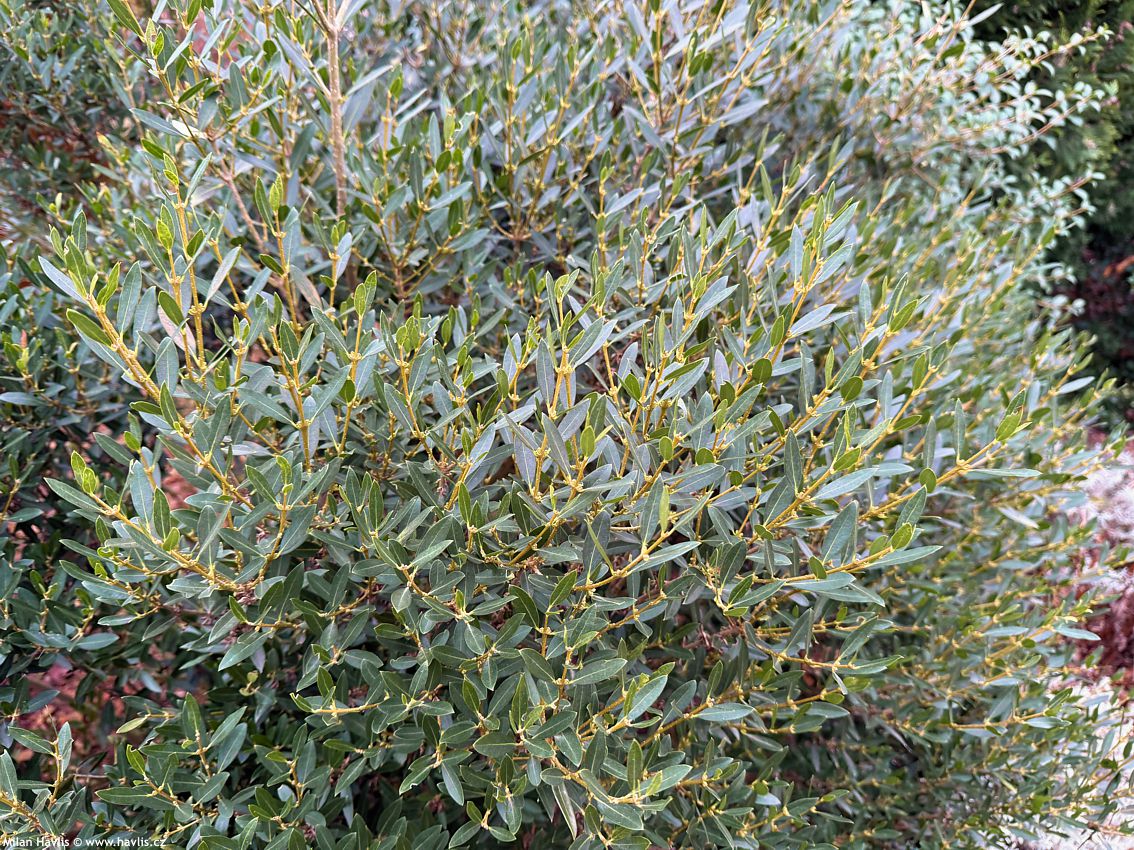 phillyrea angustifolia Green Up