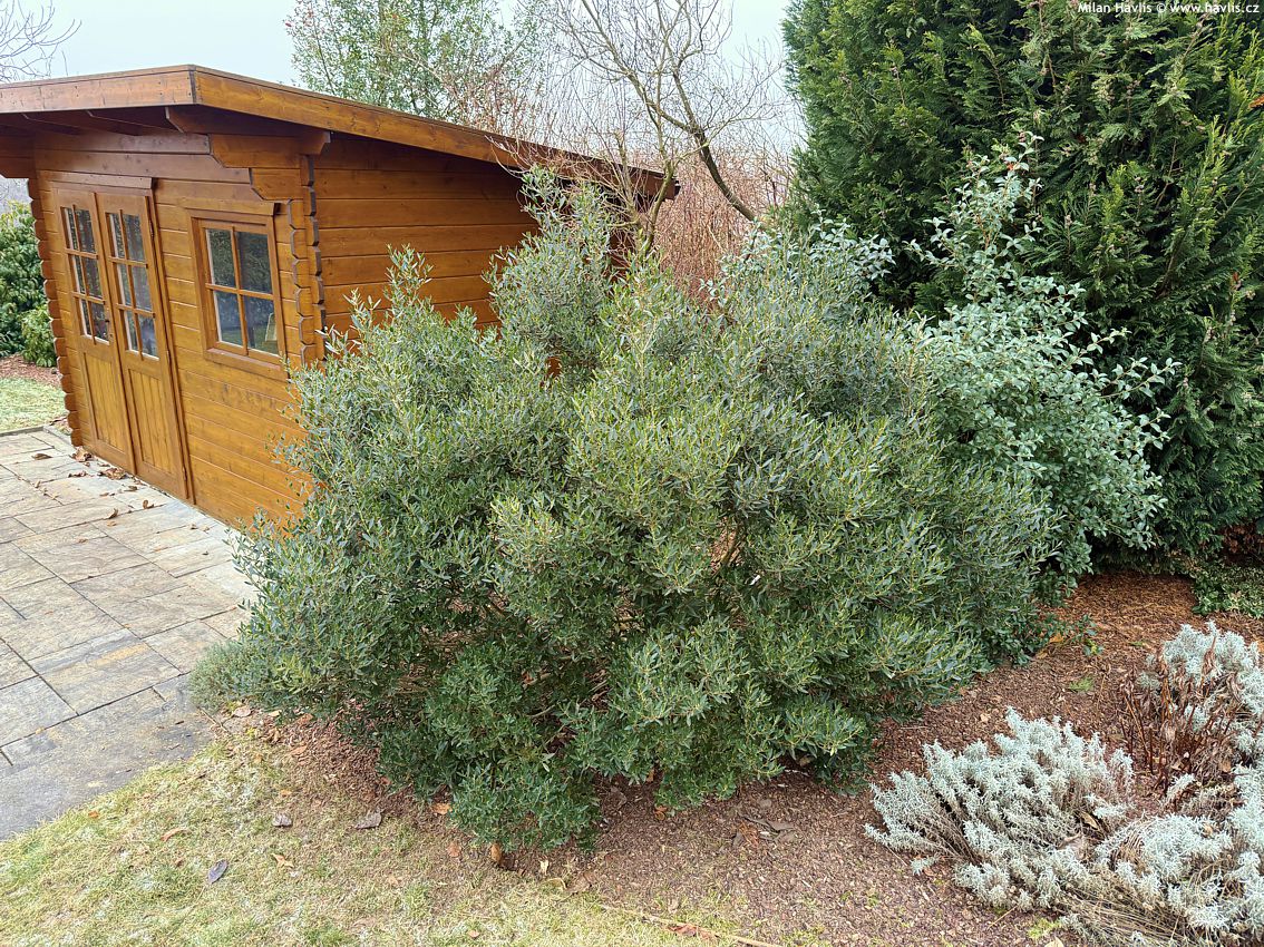 phillyrea angustifolia Green Up