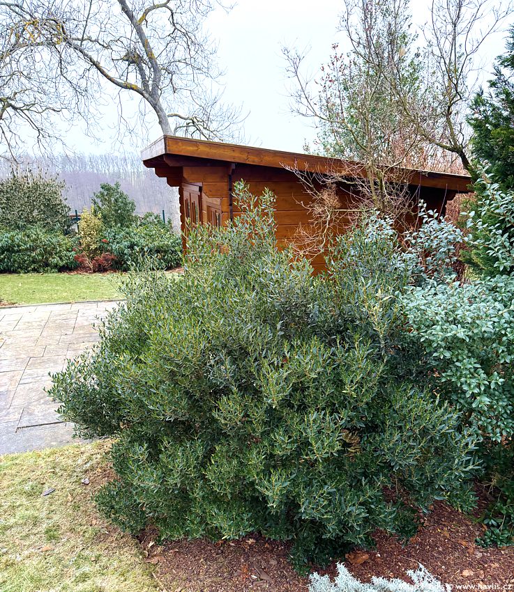 phillyrea angustifolia Green Up