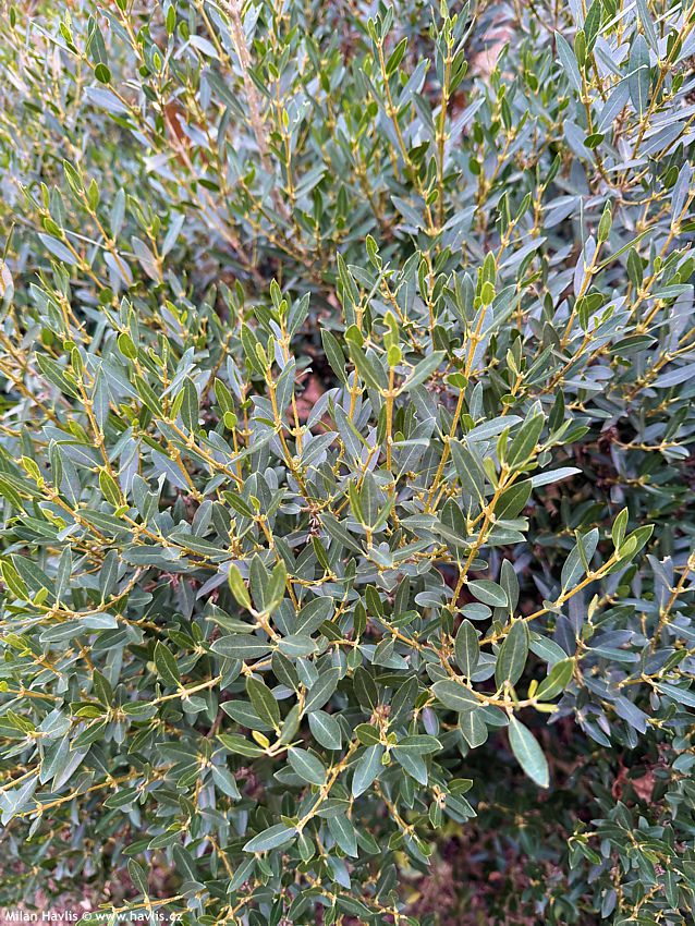 phillyrea angustifolia Green Up