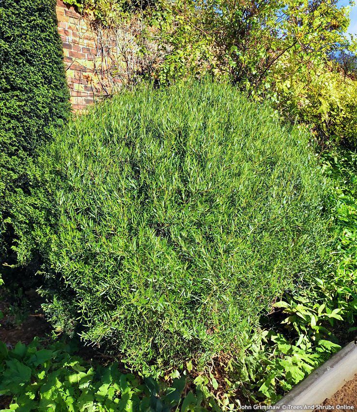 phillyrea angustifolia Rosmarinifolia