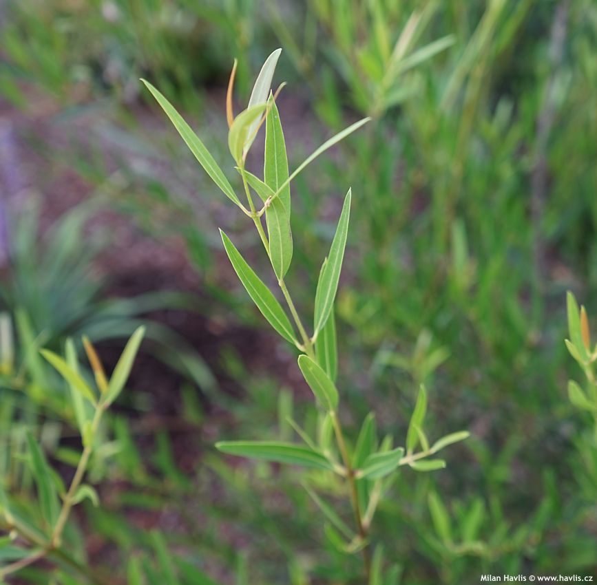 phillyrea angustofolia Rosmarinifolia