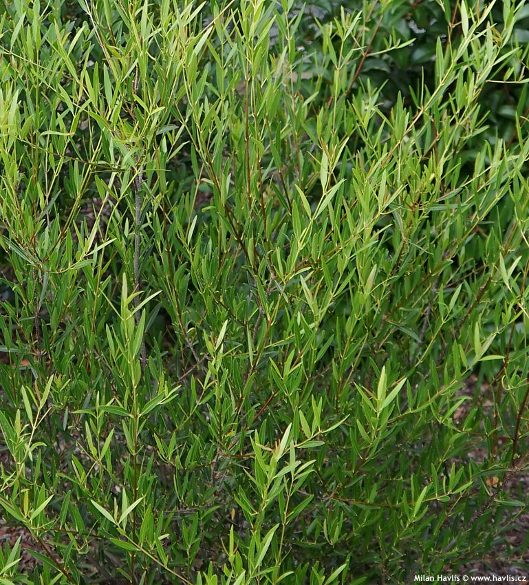 phillyrea angustofolia Rosmarinifolia