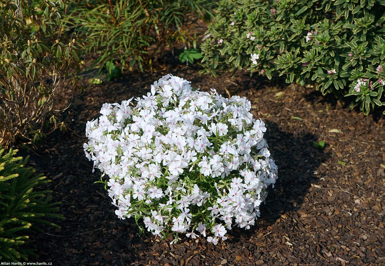 phlox Amazing Grace