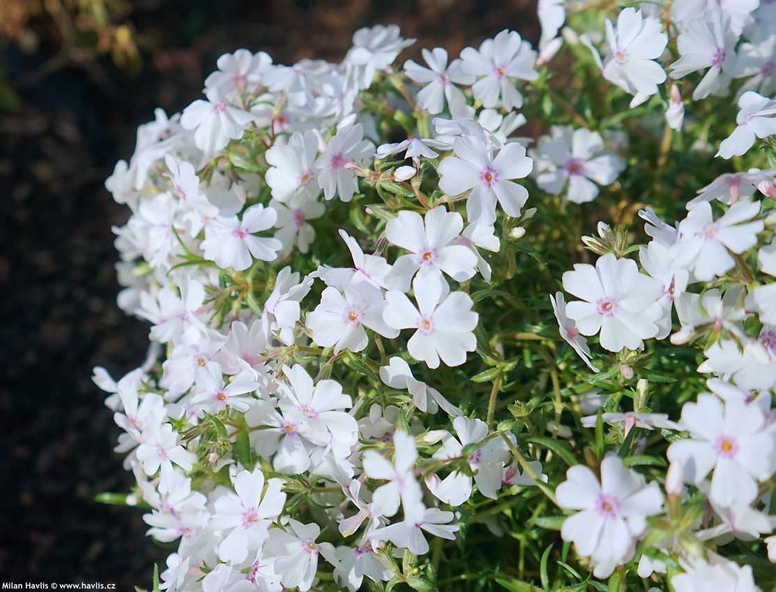 phlox Amazing Grace