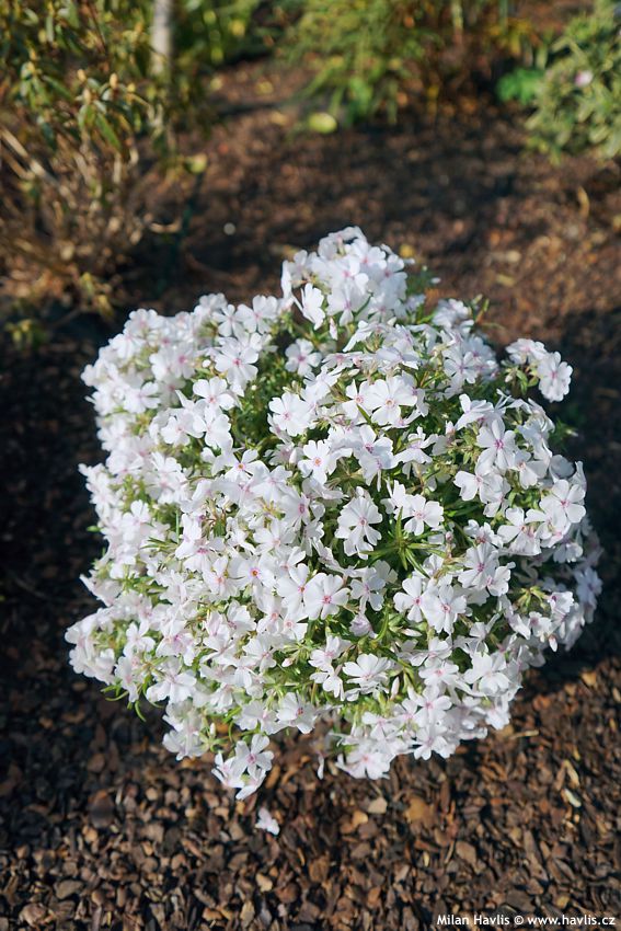 phlox Amazing Grace