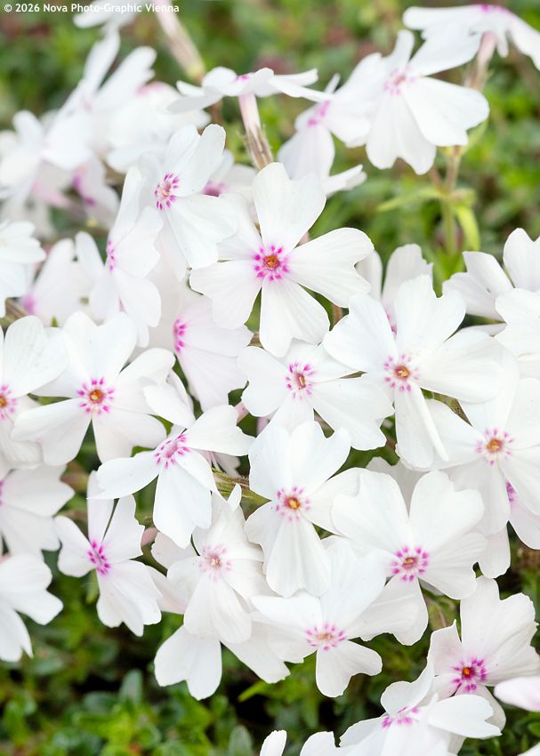 phlox Amazing Grace
