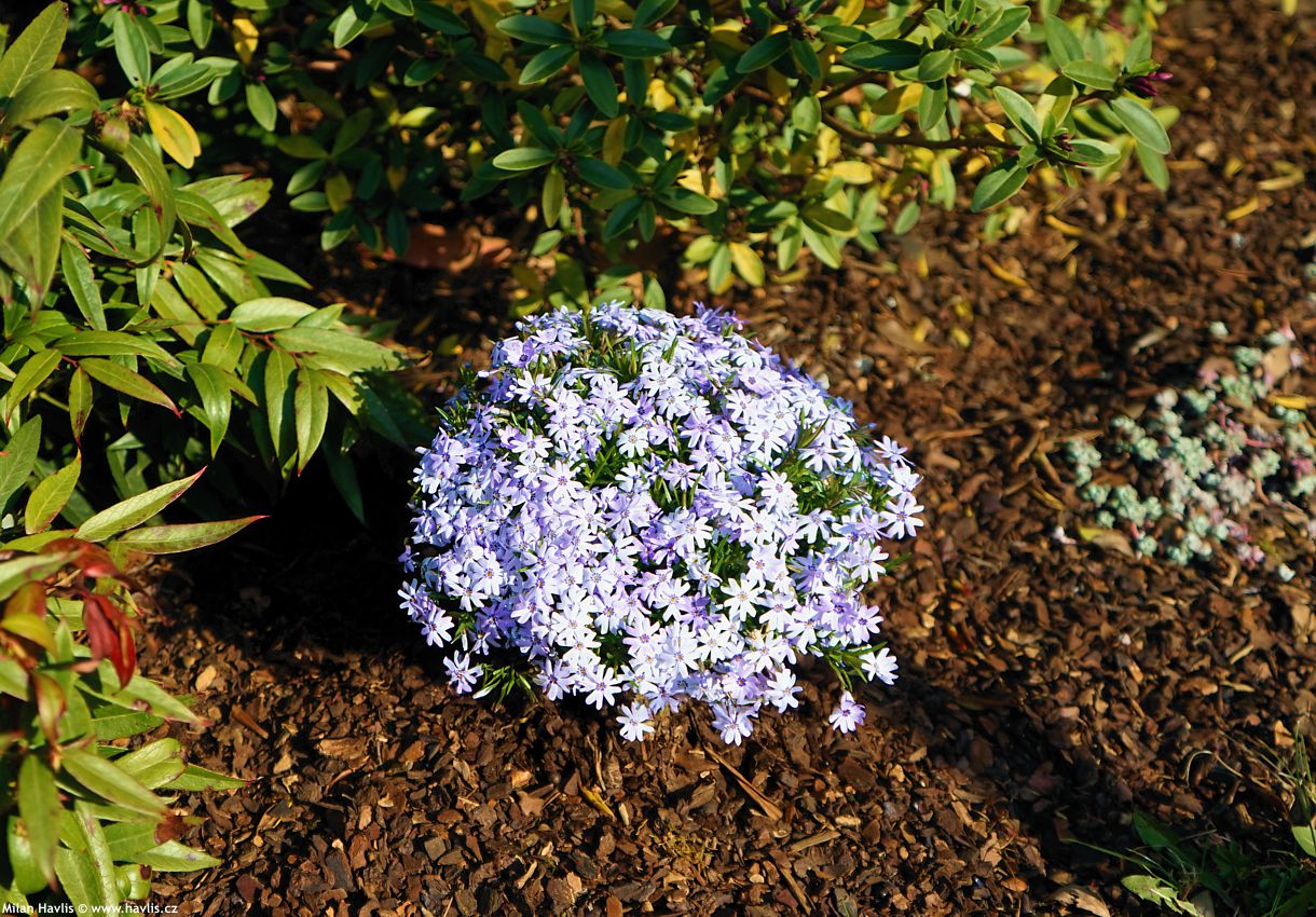 phlox Fabulous Blue Dark Centre