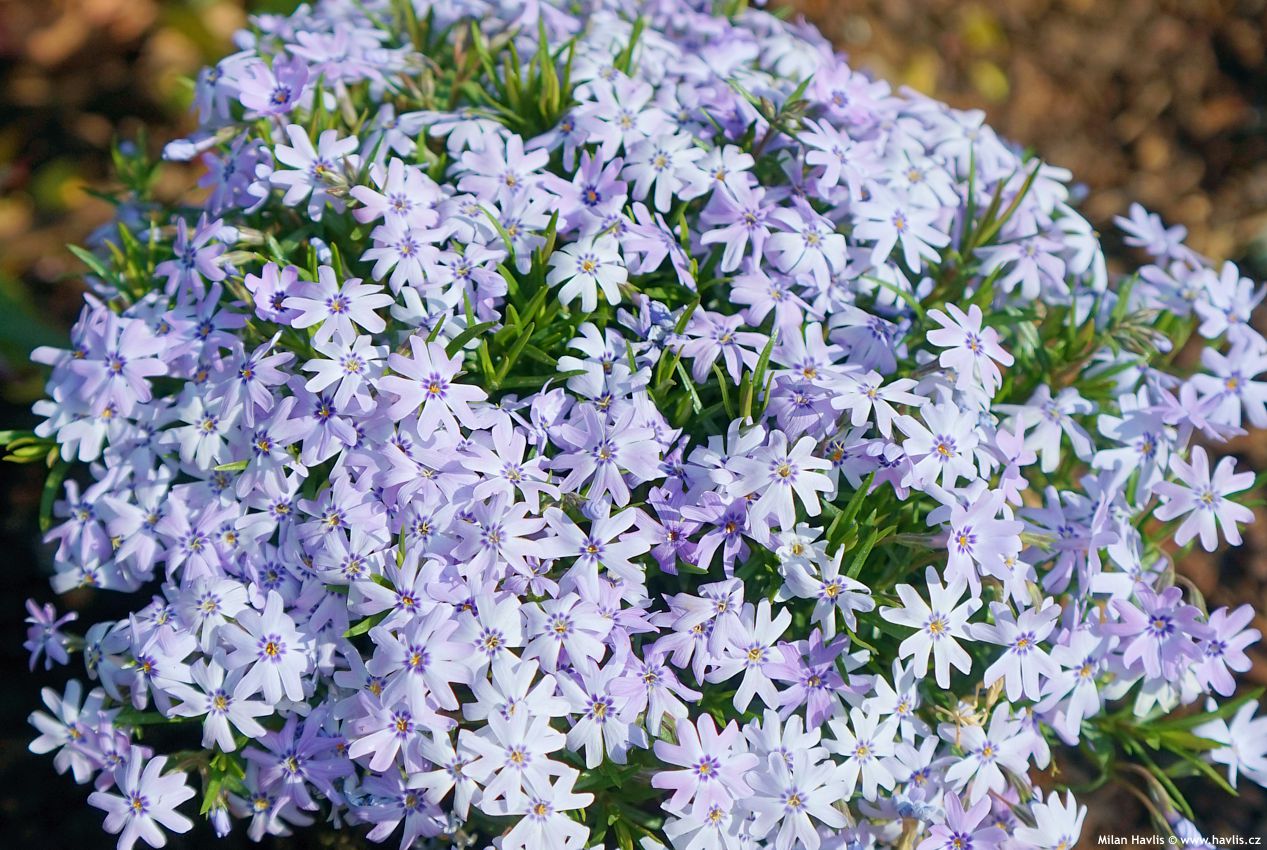 phlox Fabulous Blue Dark Centre