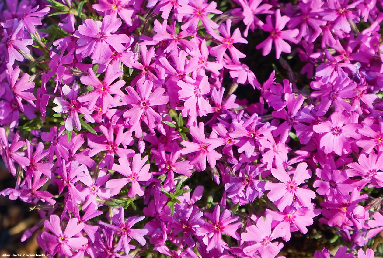 phlox Fabulous Dark Rose Eye