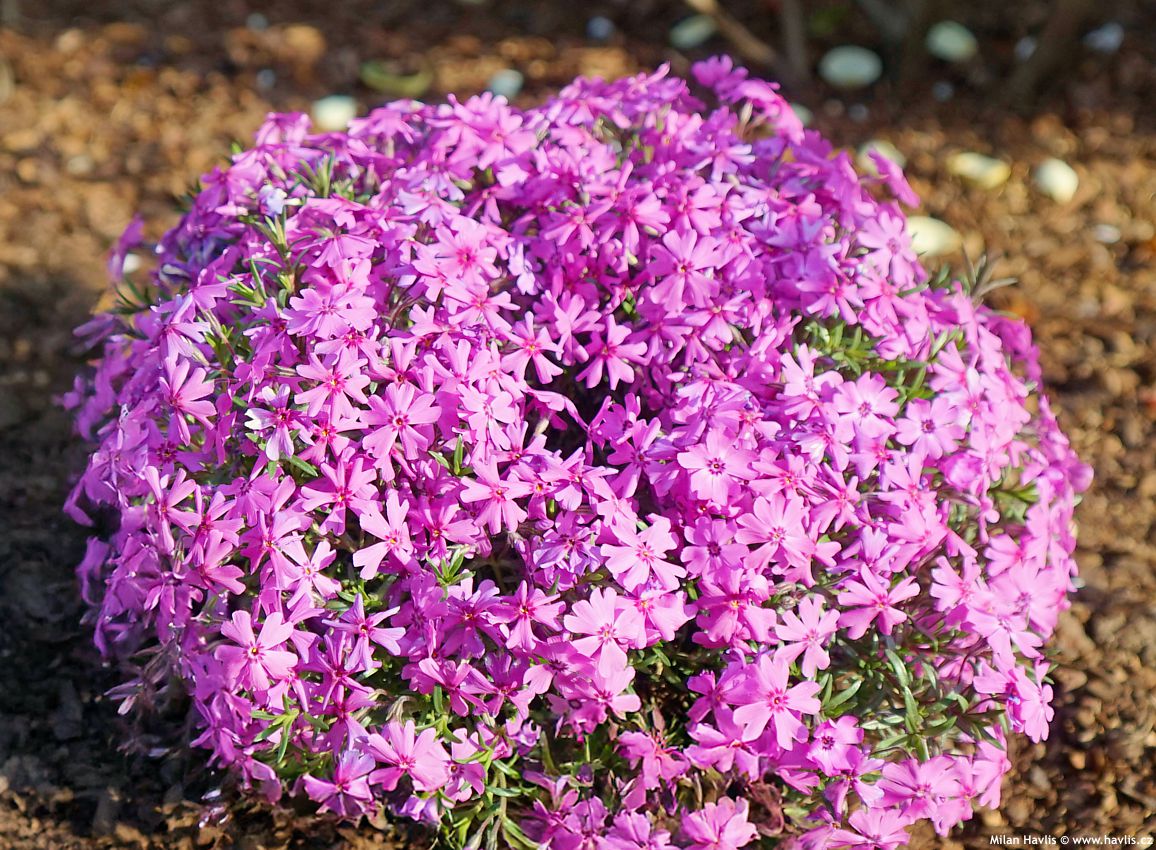phlox Fabulous Dark Rose Eye