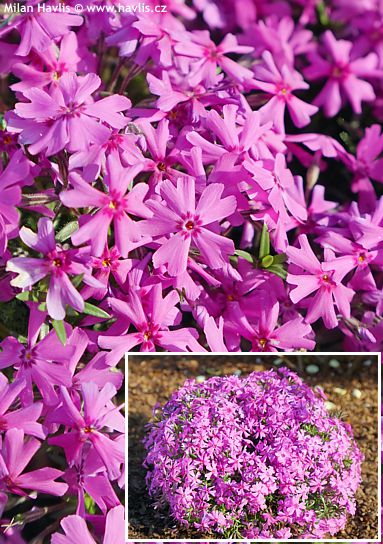 Phlox FABULOUS™ DARK ROSE EYE