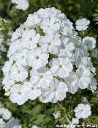 Phlox 'Dophlflawhim' FLAME PRO WHITE