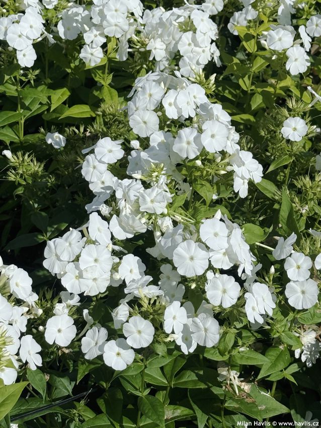 phlox Flame Pro White 2026 (2).jpg