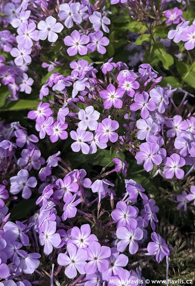 Phlox 'Koningin Paola' JS QUEEN PAOLA