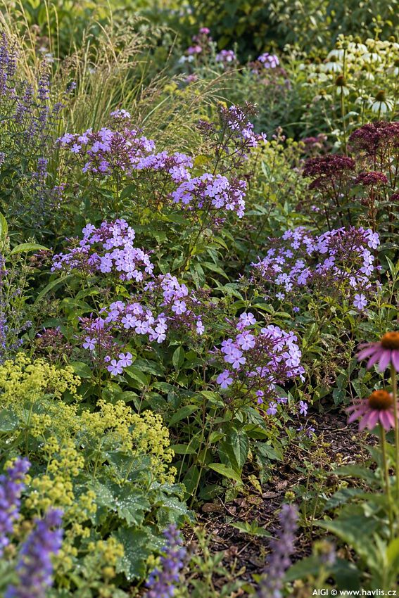 phlox JS Queen paola 2026 AIGI 1.jpg