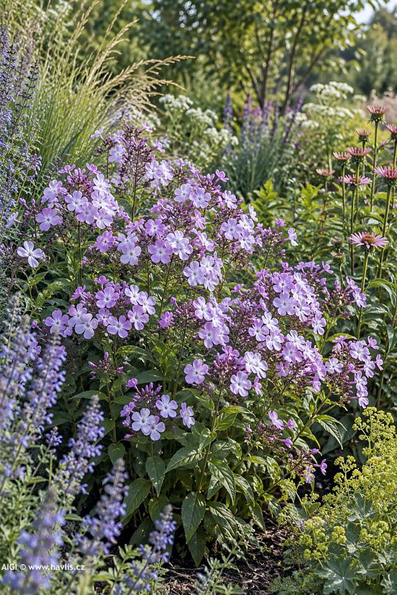 phlox JS Queen paola 2026 AIGI 2 edit.jpg