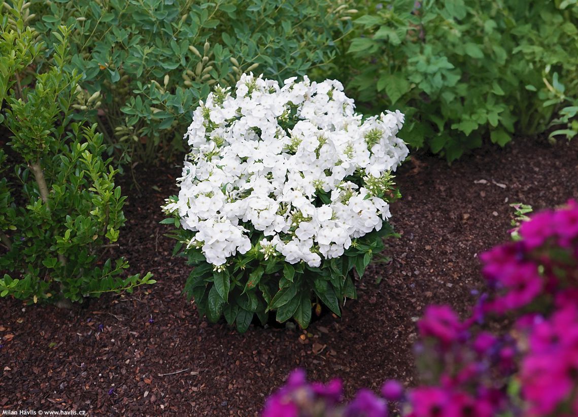 phlox Sweet Summer Snow
