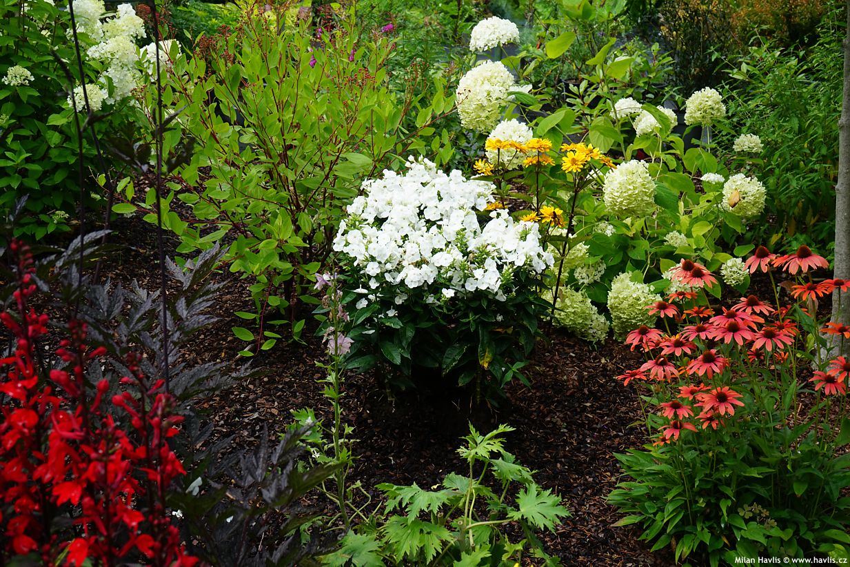 phlox Sweet Summer Snow