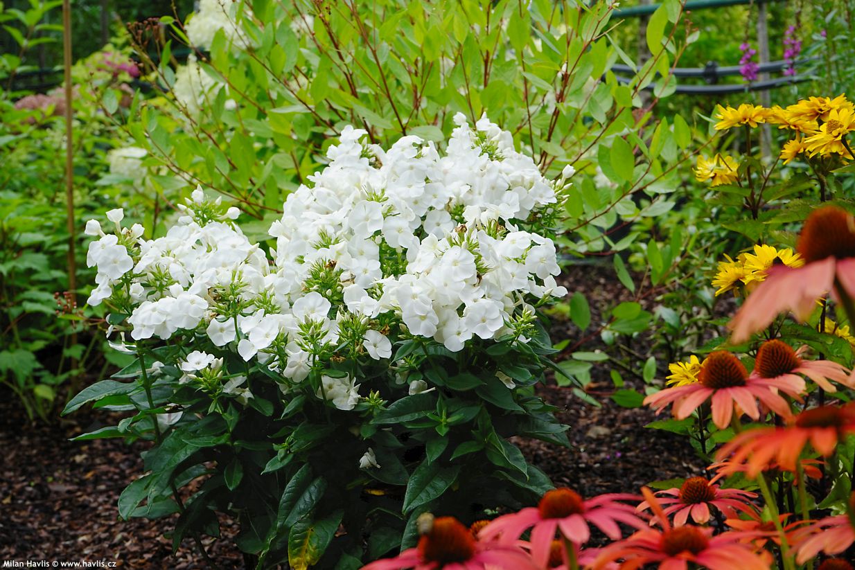 phlox Sweet Summer Snow