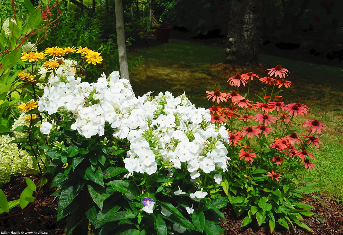 phlox Sweet Summer Snow