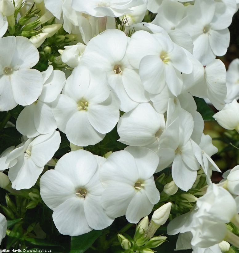 phlox Sweet Summer Snow