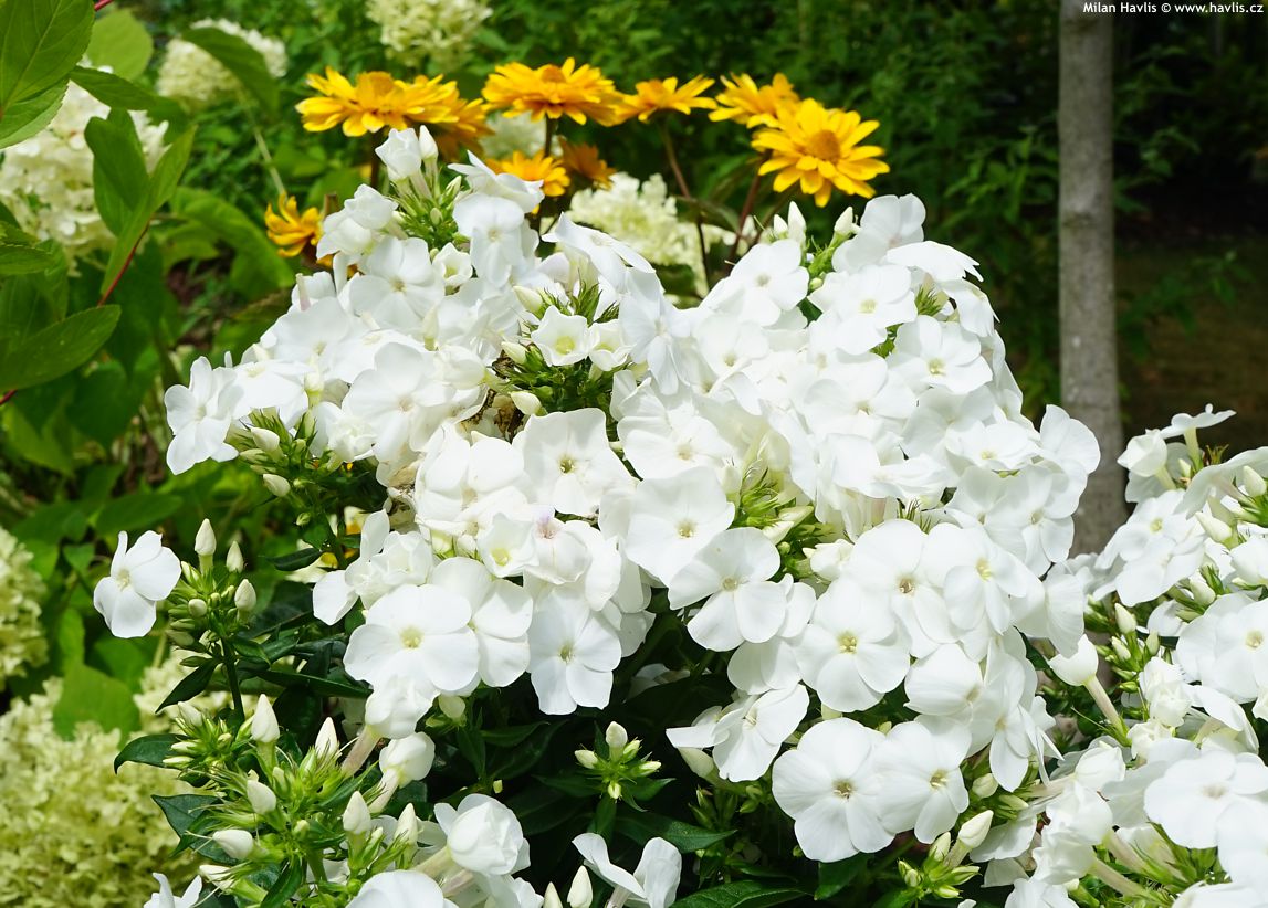 phlox Sweet Summer Snow