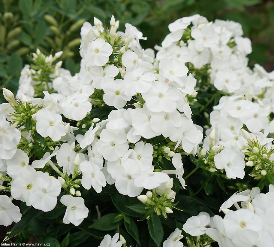 phlox Sweet Summer Snow