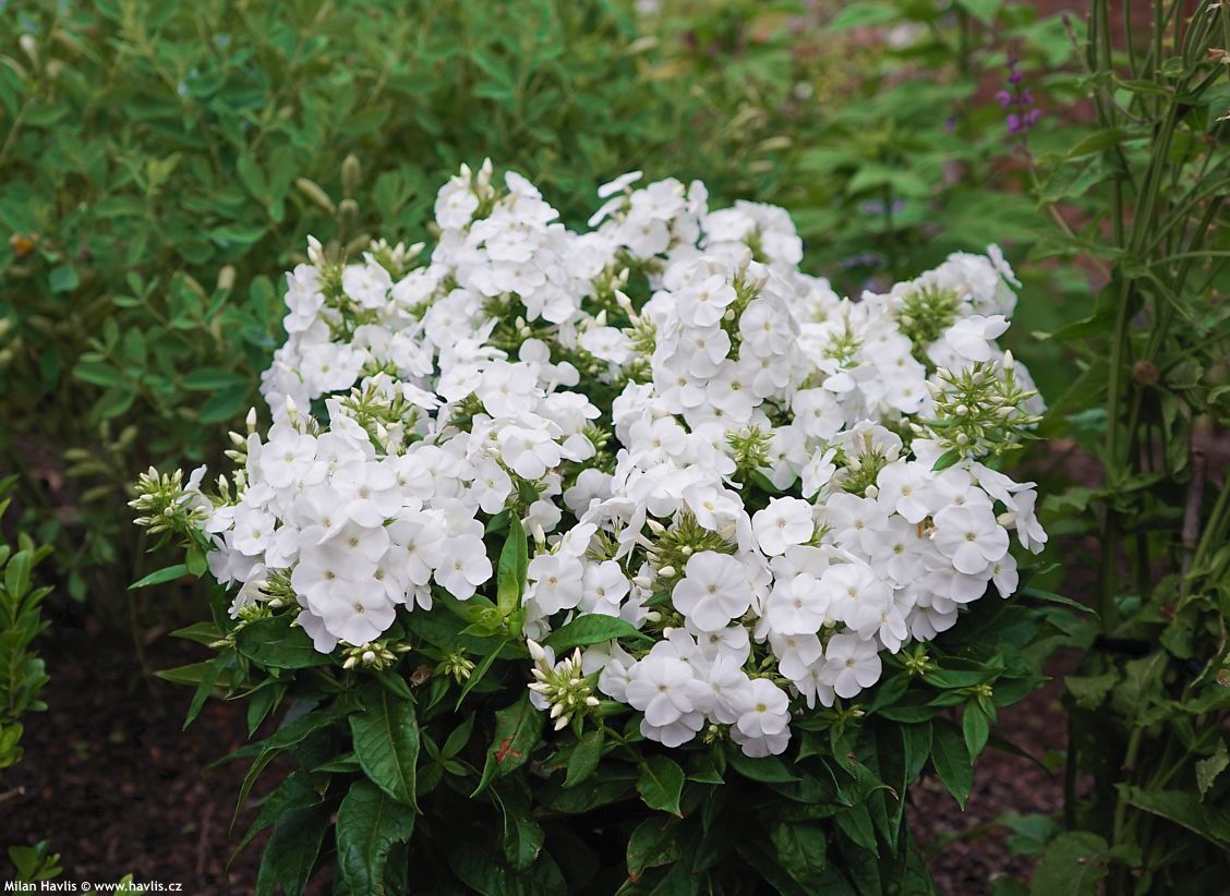 phlox Sweet Summer Snow