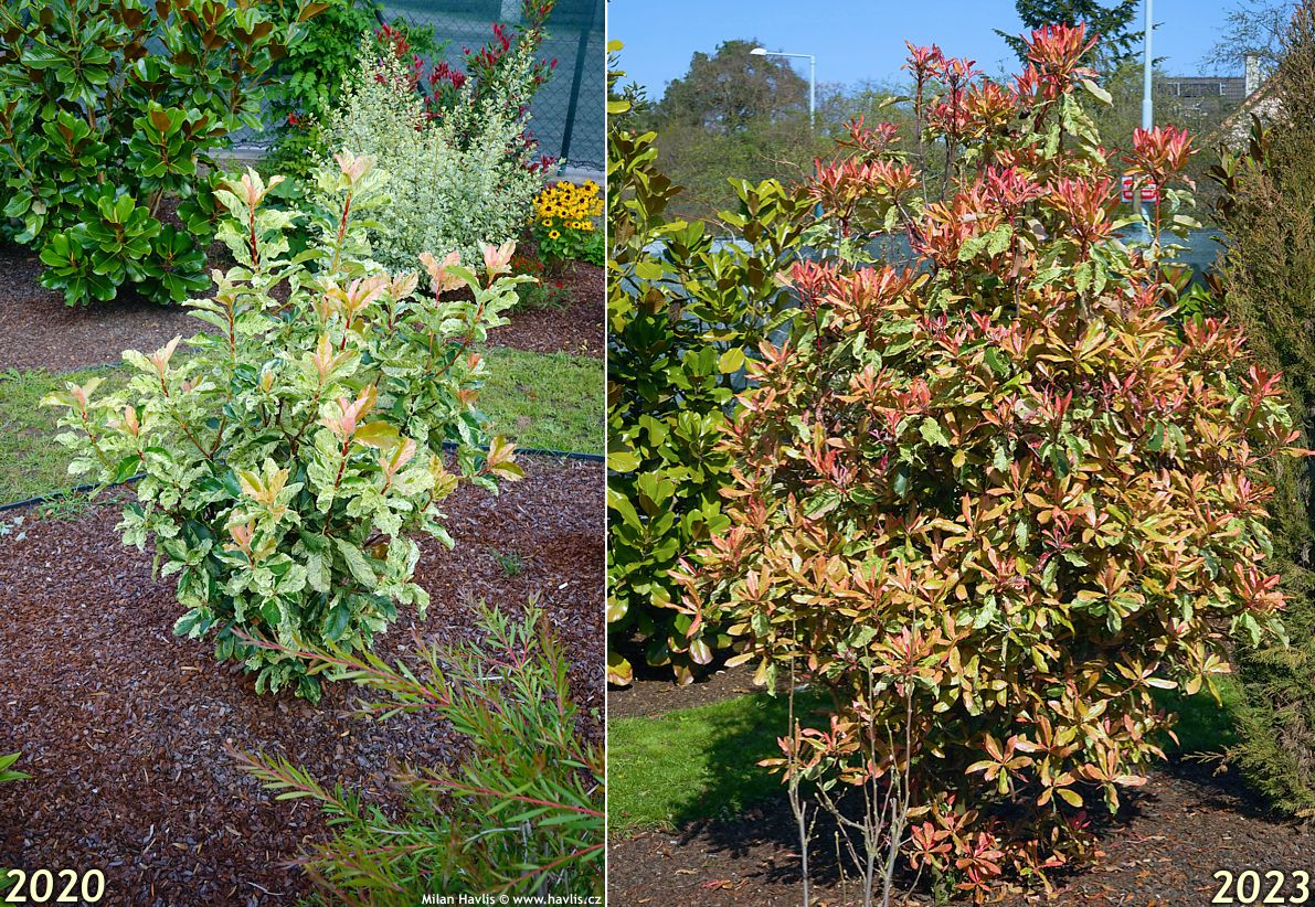 photinia serratifolia Pink Crispy