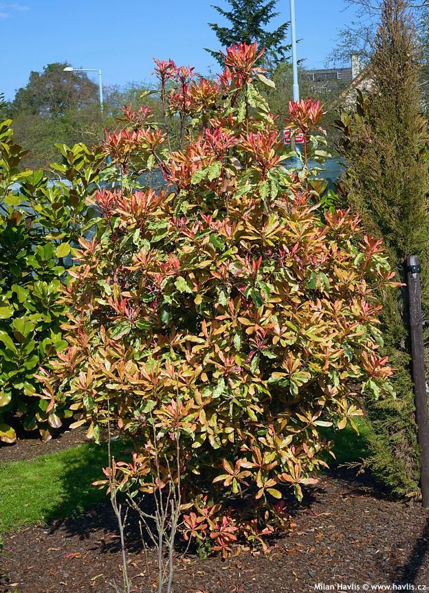 photinia serratifolia Pink Crispy