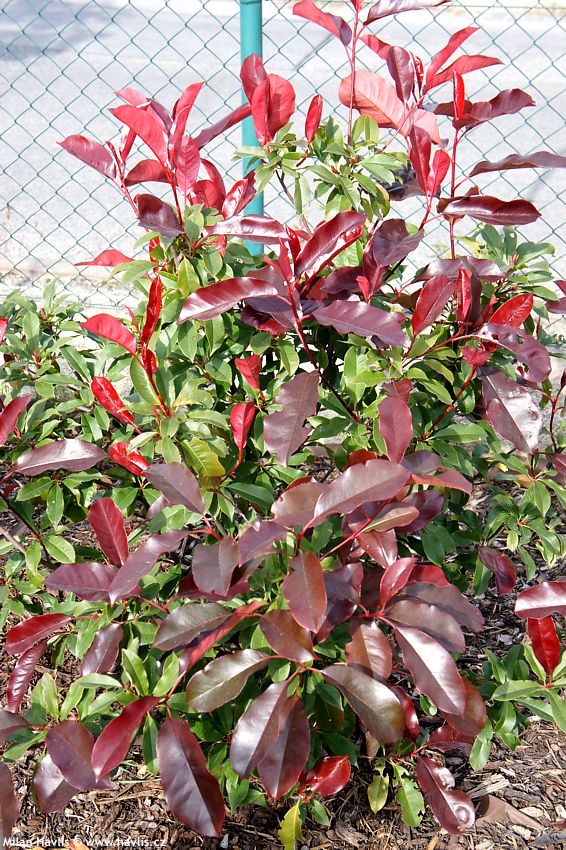photinia x fraseri Camilvy 2013 Praha 2.jpg