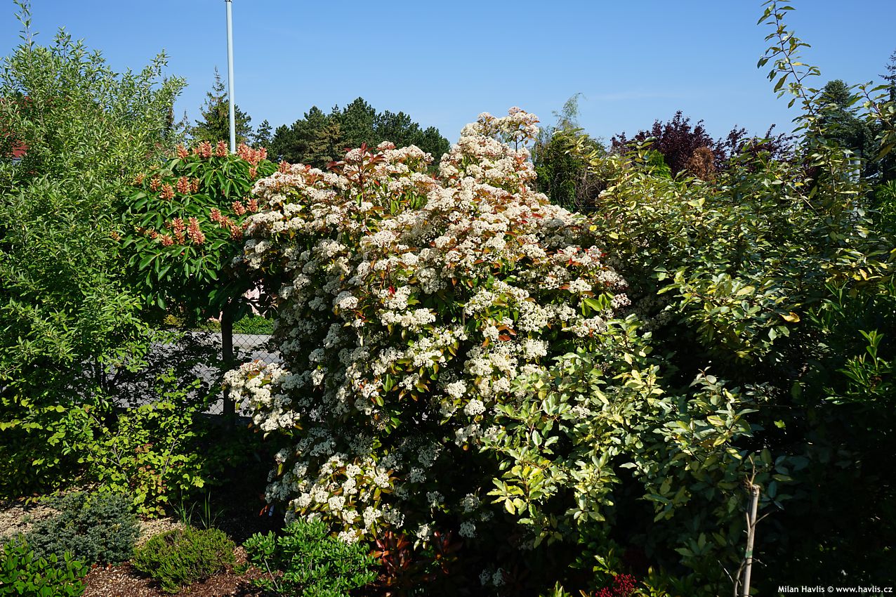 photinia x fraseri Camilvy 2019 květy 2.jpg