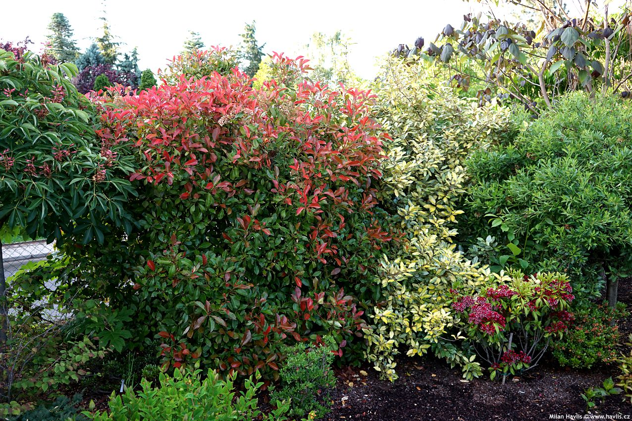 photinia x fraseri Camilvy 2020 1.jpg