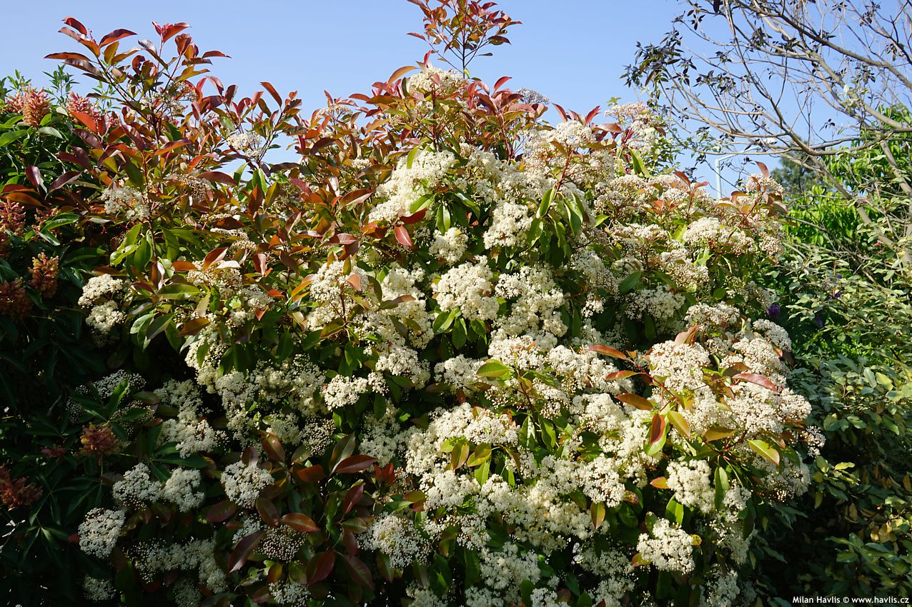 photinia x fraseri Camilvy 2023 1.jpg
