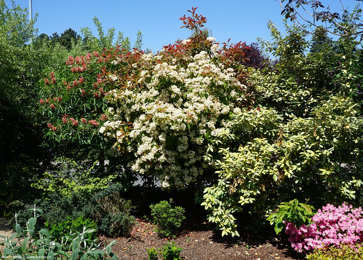 photinia x fraseri Camilvy 2023 1 (2).jpg