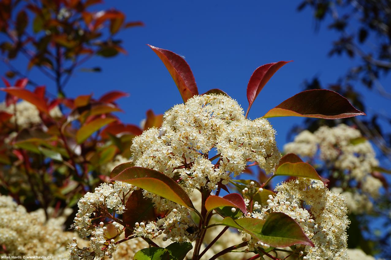 photinia x fraseri Camilvy 2023 3.jpg