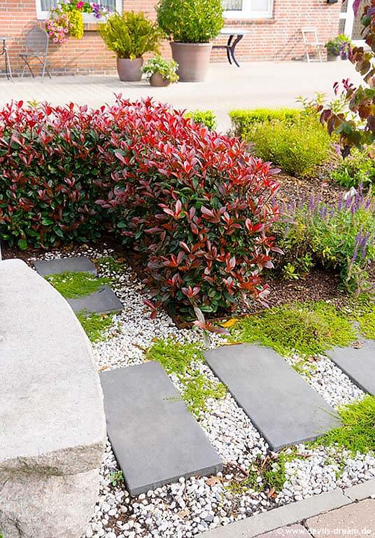 photinia x fraseri Devil's Dream DD 1.jpg