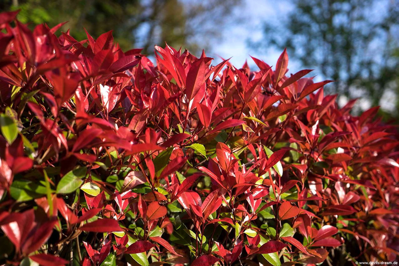 photinia x fraseri Devil's Dream DD 2.jpg