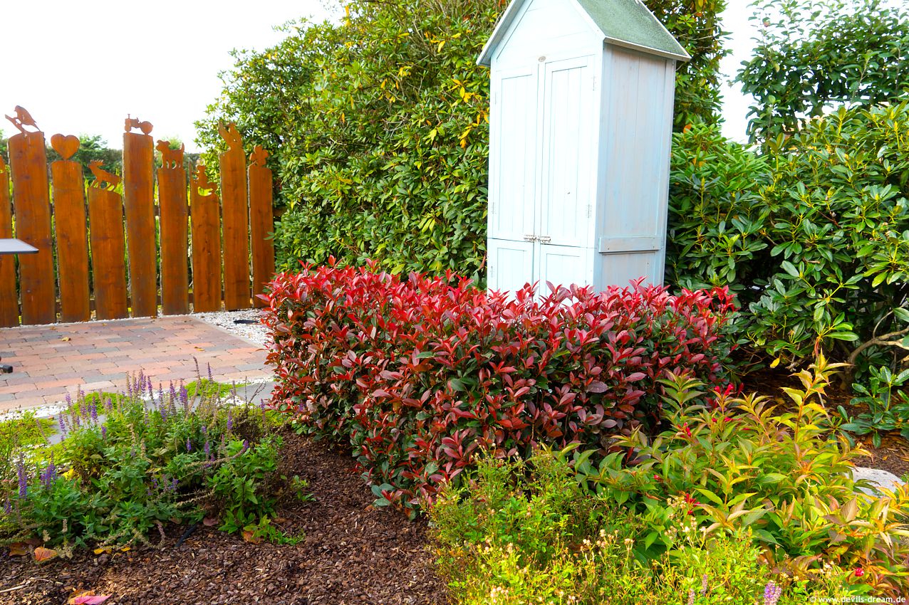 photinia x fraseri Devil's Dream DD 3.jpg