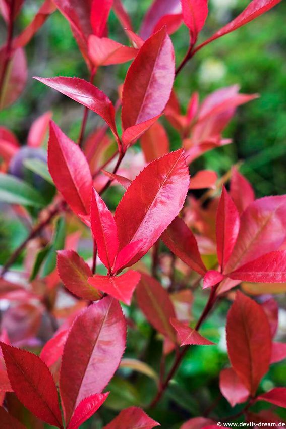 photinia x fraseri Devil's Dream DD 4.jpg