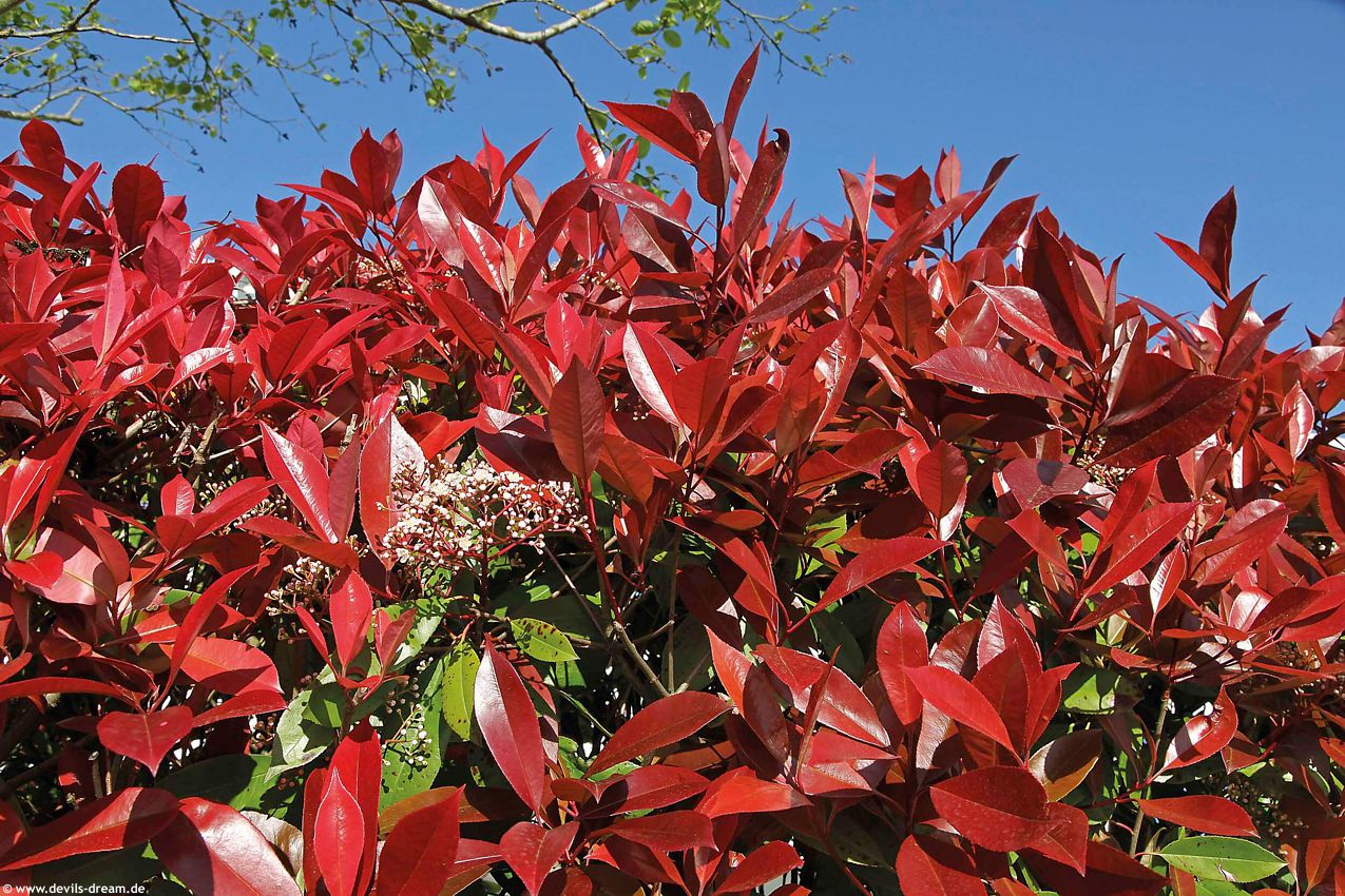 photinia x fraseri Devil's Dream DD 5.jpg