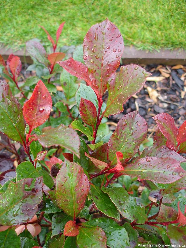 photinia x fraseri Little Red Robin 2008 (2).jpg