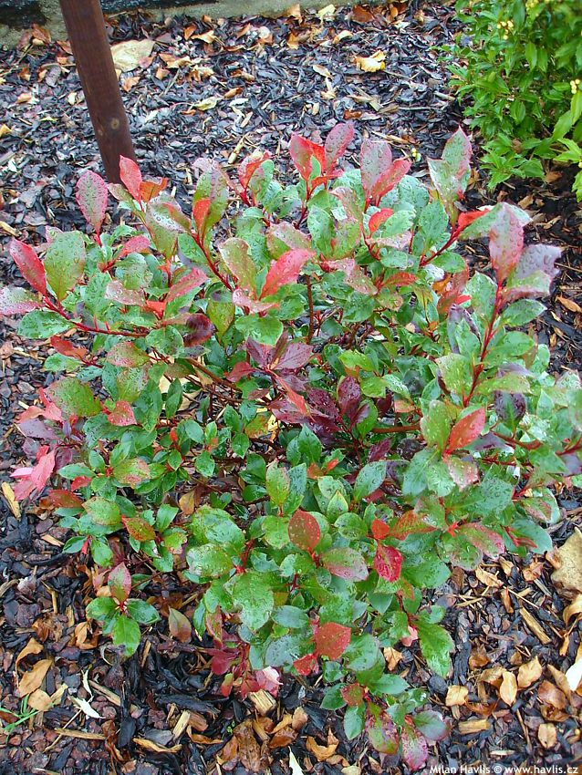 photinia x fraseri Little Red Robin 2008 (3).jpg