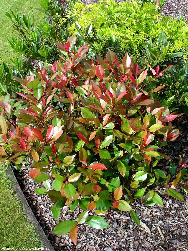 photinia x fraseri Little Red Robin 2008 (4) edit.jpg