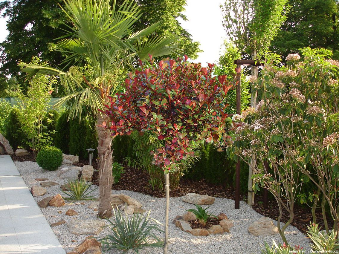 photinia x fraseri Little Red Robin 2010 polokmen.jpg