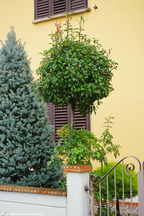 photinia x fraseri Red Robin