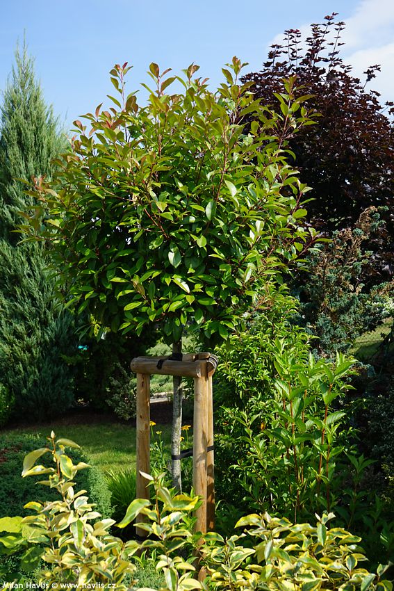 photinia x fraseri Red Robin